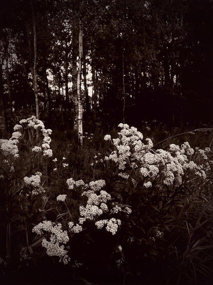 8/27/23 - vignette + sepia